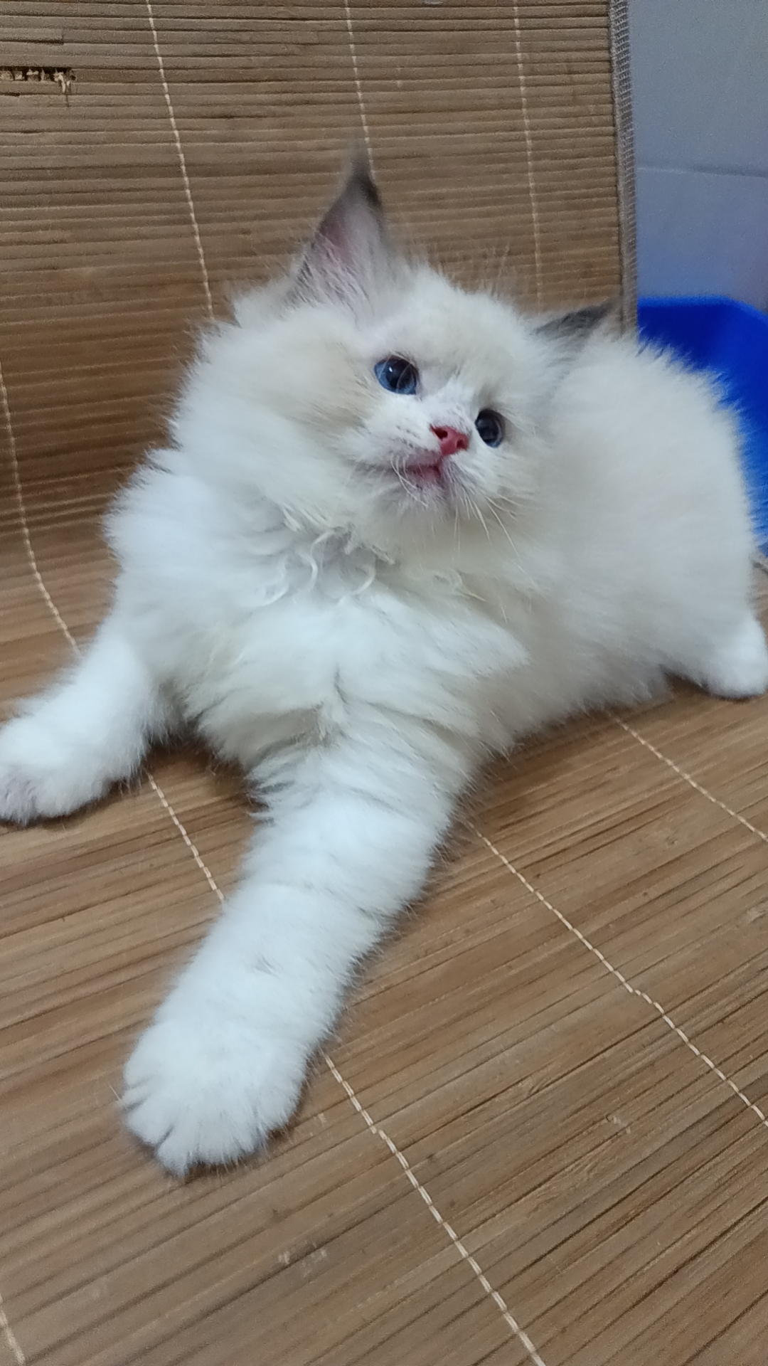布偶猫